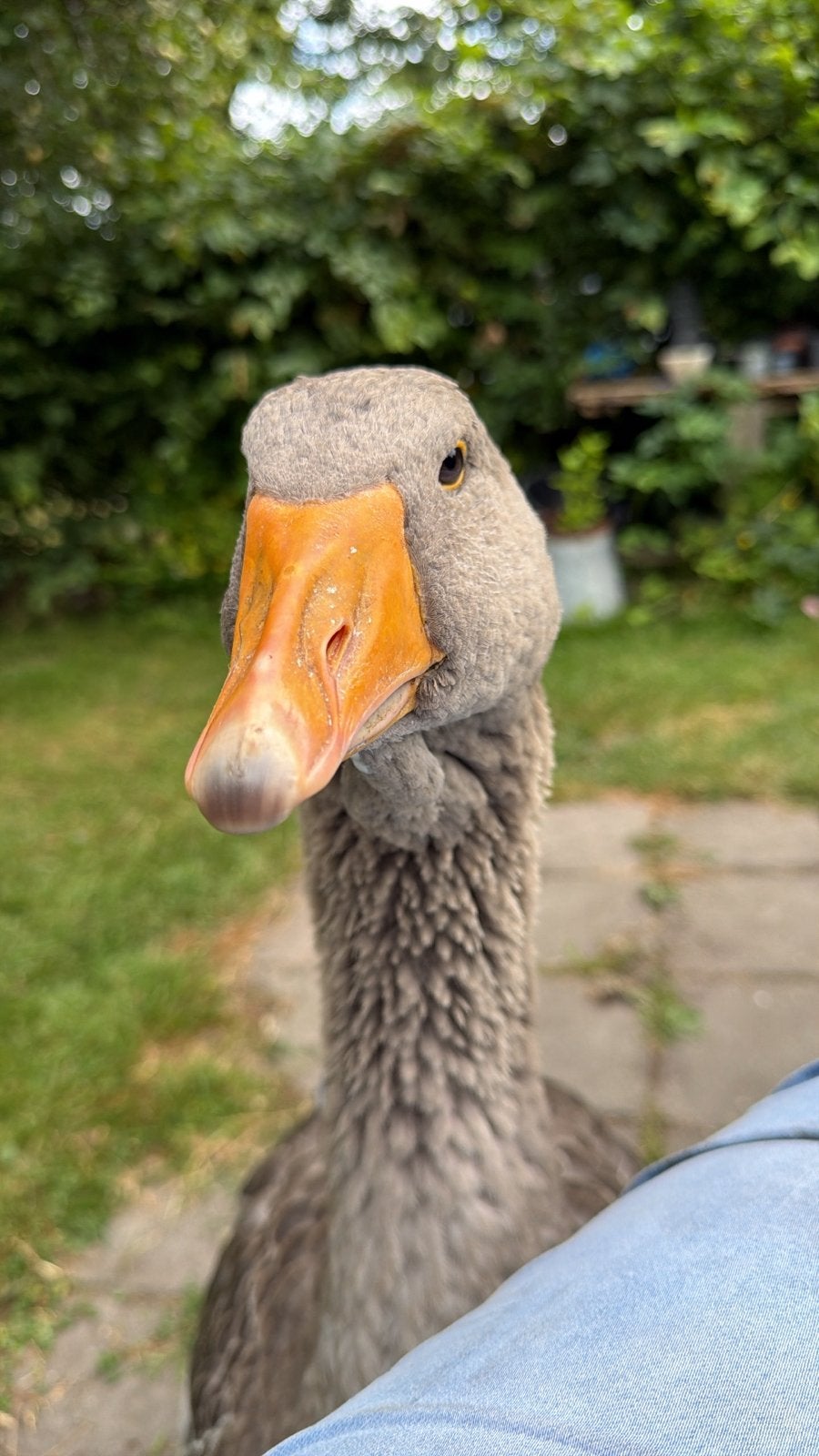 Toulouse ganzen, Dieren en Toebehoren, Pluimvee, Geslacht onbekend, Gans of Zwaan