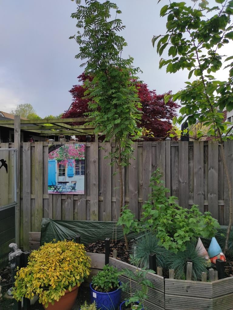 Jonge Lijsterbes of Hazelaar, Tuin en Terras, Planten | Bomen, Ophalen, Volle zon, Overige soorten