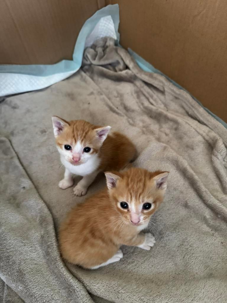 2 lieve rode kittens zoeken een thuis, Dieren en Toebehoren, Meerdere dieren, 0 tot 2 jaar