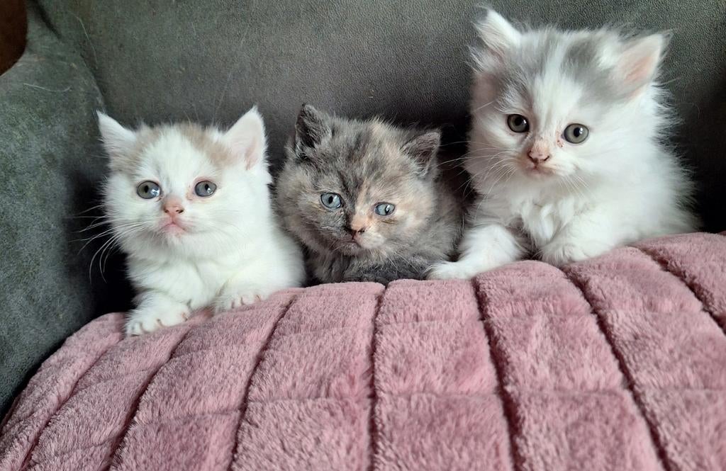Brits / Britse korthaar kittens, Dieren en Toebehoren, Katten en Kittens | Raskatten | Korthaar, Ontwormd