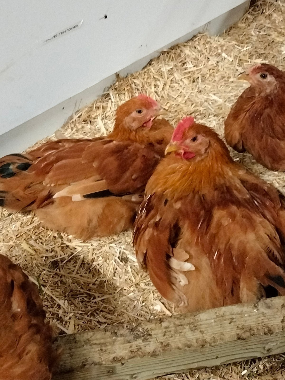 New Hamphire haan, Dieren en Toebehoren, Pluimvee, Mannelijk, Kip