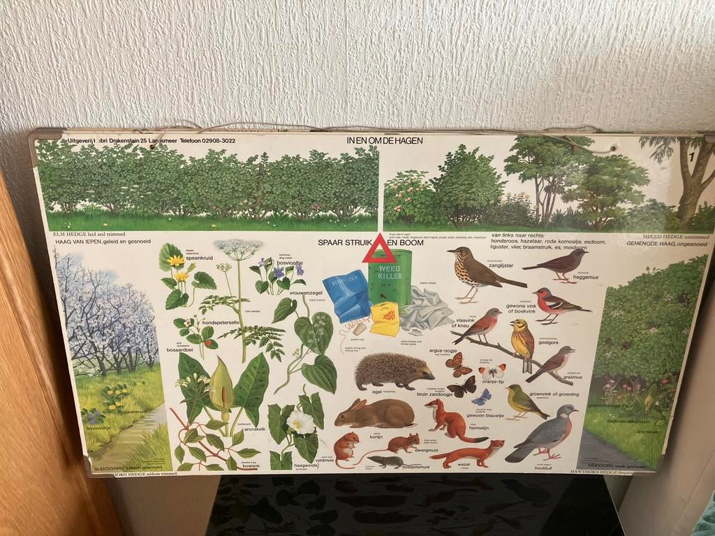 Schoolplaten antiek 5 stuks, Antiek en Kunst, Antiek | Schoolplaten, Ophalen of Verzenden, Natuur en Biologie