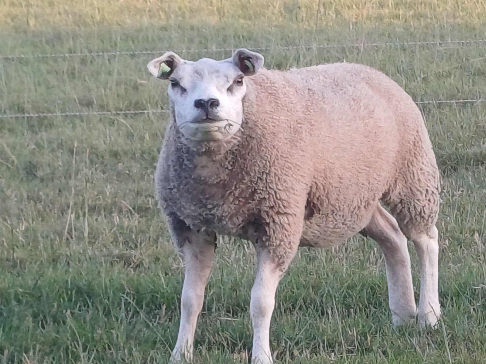 Texelaar stamboek ooilam, Dieren en Toebehoren, Vrouwelijk, Schaap