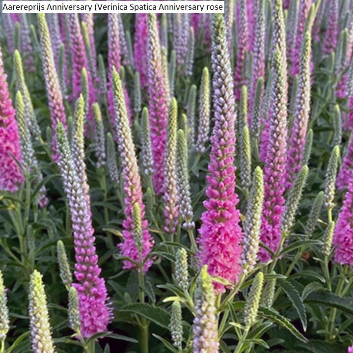 tuinplanten, Volle zon, Vaste plant, Zomer, Ophalen