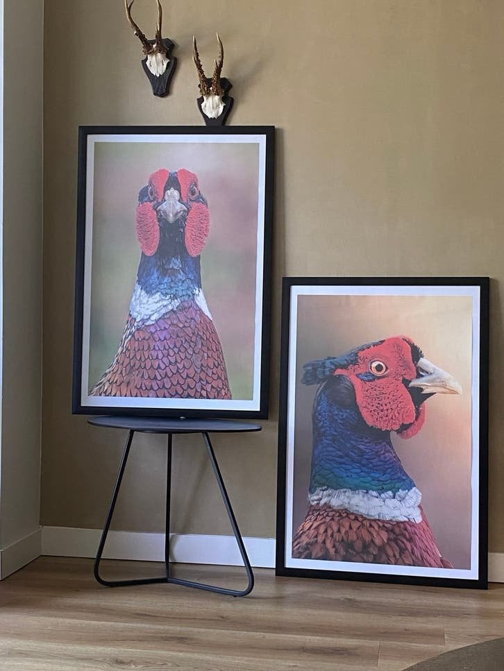 Prachtige Lijst met Kleurrijke Fazant Print, Antiek en Kunst, Kunst | Schilderijen | Klassiek, Realistisch, Dieren, Print, Papier