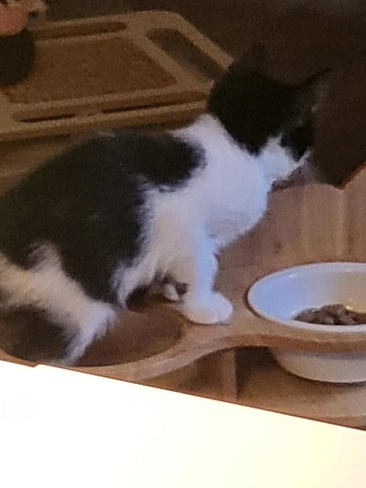 kitten, Kater, Kortharig, 0 tot 2 jaar