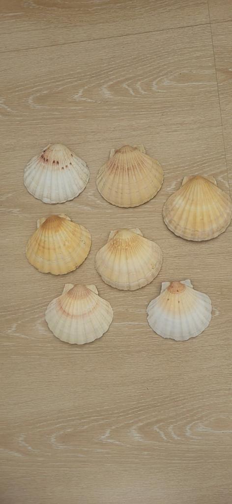 St. Jacobs schelpen uit Normandië, Ophalen of Verzenden