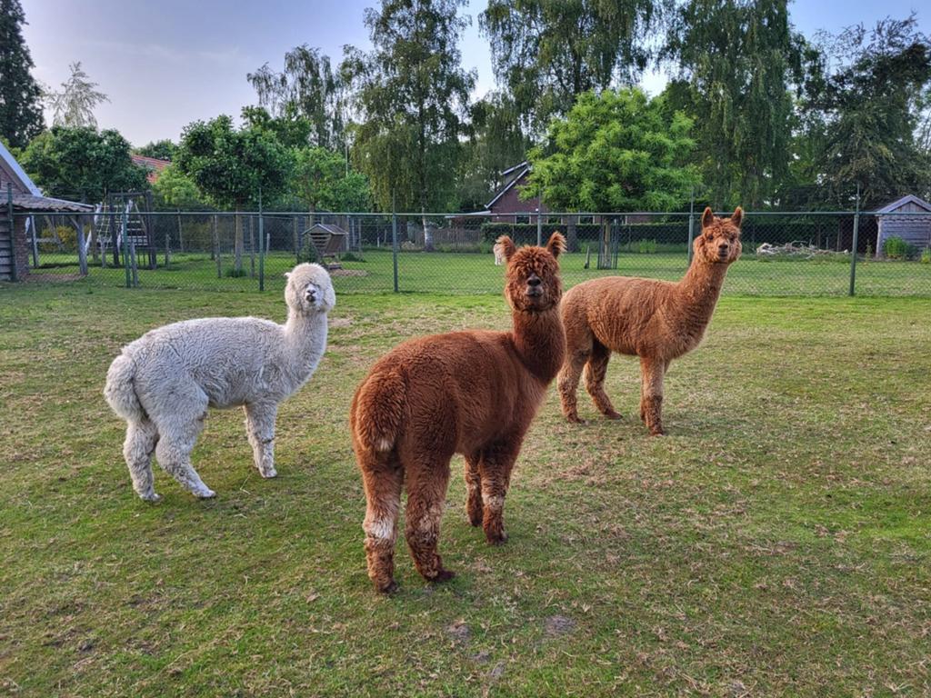 Alpaca wol 3 vachten, Hobby en Vrije tijd, Spinnewielen en Spinnen, Ophalen of Verzenden, Nieuw, Spinwol