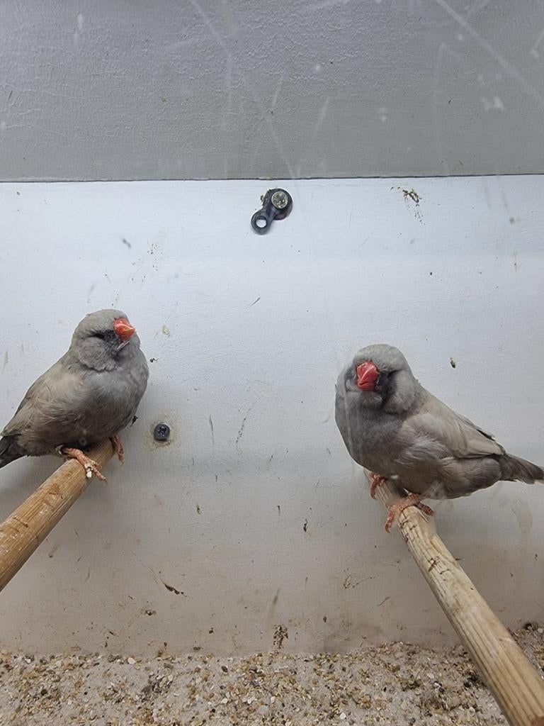 Te koop koppel charcoal Pastel van 2025, Dieren en Toebehoren, Meerdere dieren