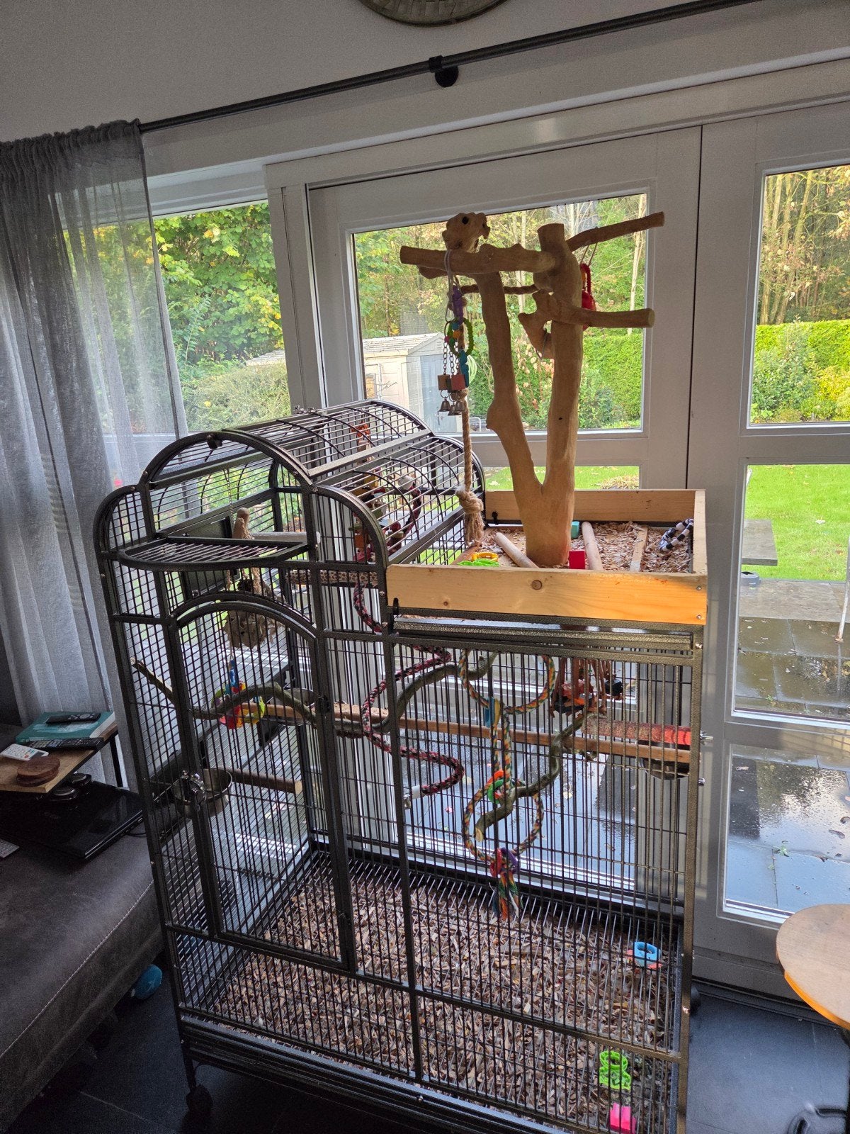 blauw voorhoofd amazone, Dieren en Toebehoren, Papegaai