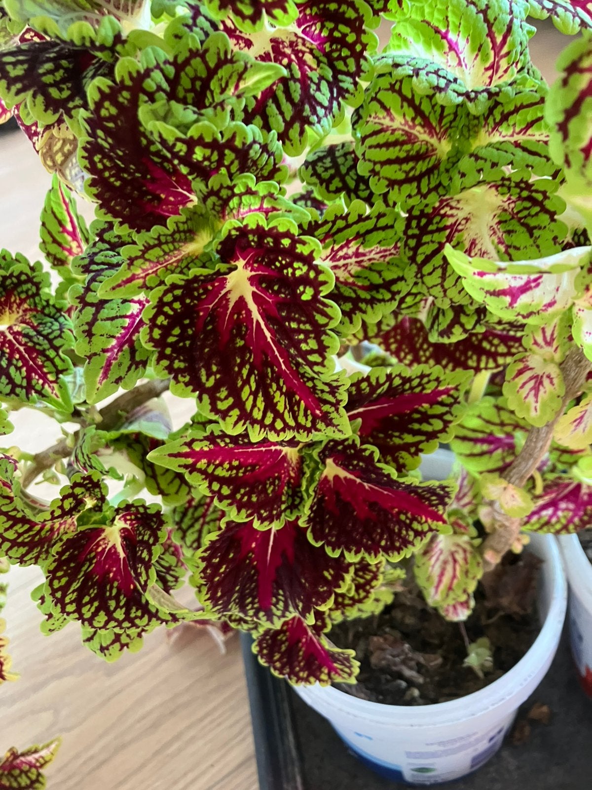 Coleus Space Cake, Huis en Inrichting, Ophalen, Halfschaduw, Minder dan 100 cm