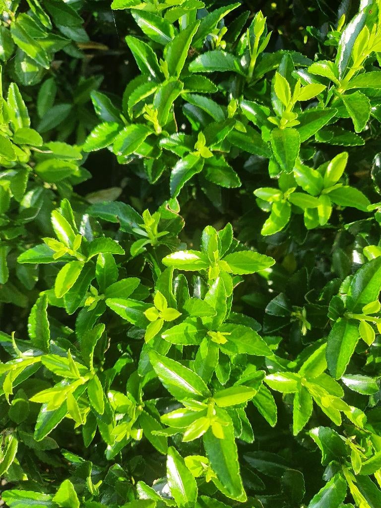 Buxusvervanger groenblijvende lage haag, Tuin en Terras, Planten | Struiken en Hagen, Haag, Overige soorten, Minder dan 100 cm