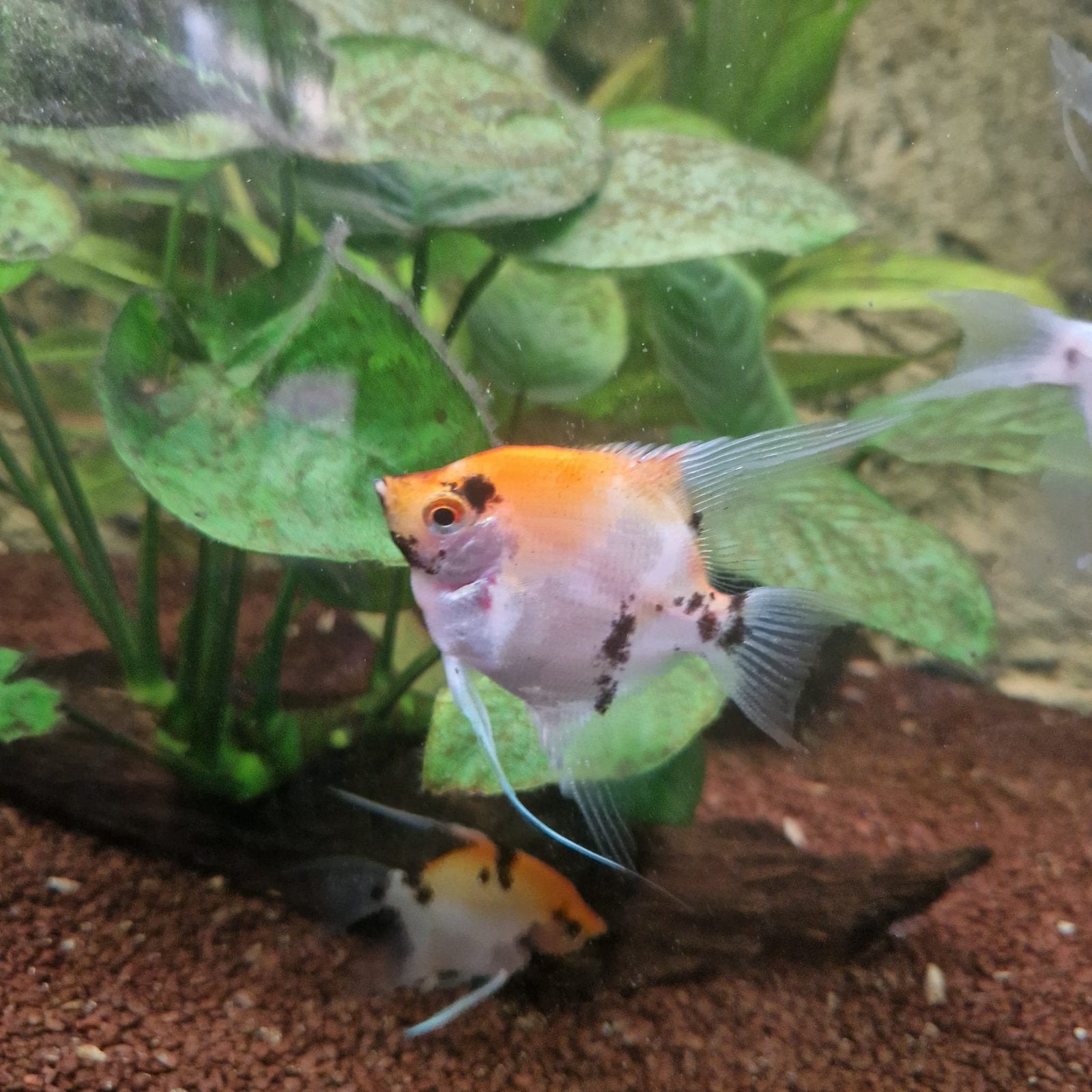 Groep van 5 x koi/reddevil maanvissen, Dieren en Toebehoren, Vissen | Aquariumvissen, Vis, Zoetwatervis