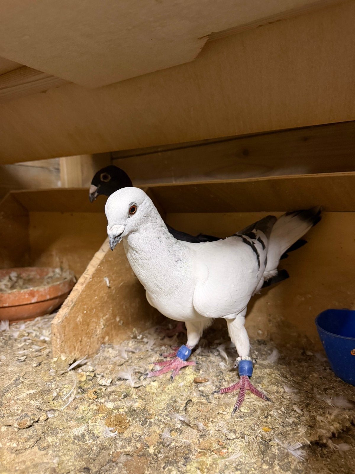Syrische duiven, Meerdere dieren, Overige soorten