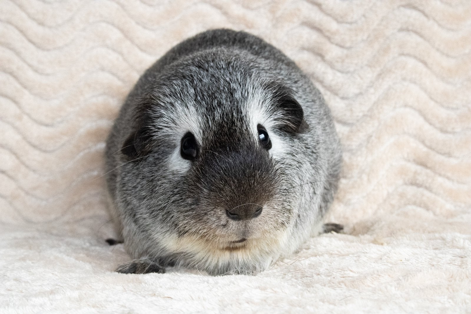 Cavia castraat, gecastreerd, california, Vrouwelijk, Tam, Maart, Cavia