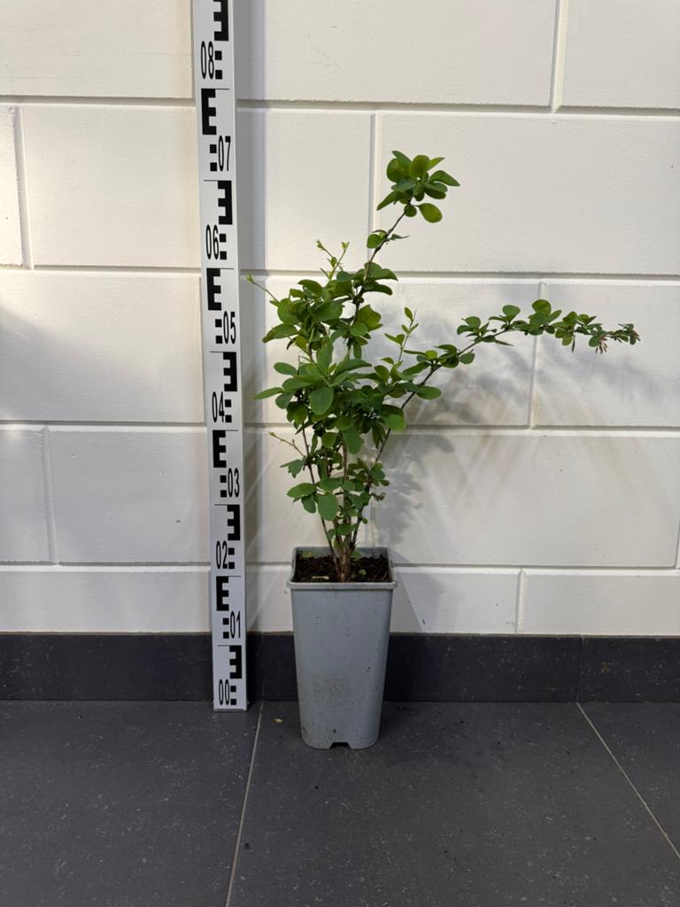 Zuurbes BIO (Berberis vulgaris) 60cm, Tuin en Terras, Overige soorten, Volle zon, Vaste plant, Ophalen of Verzenden