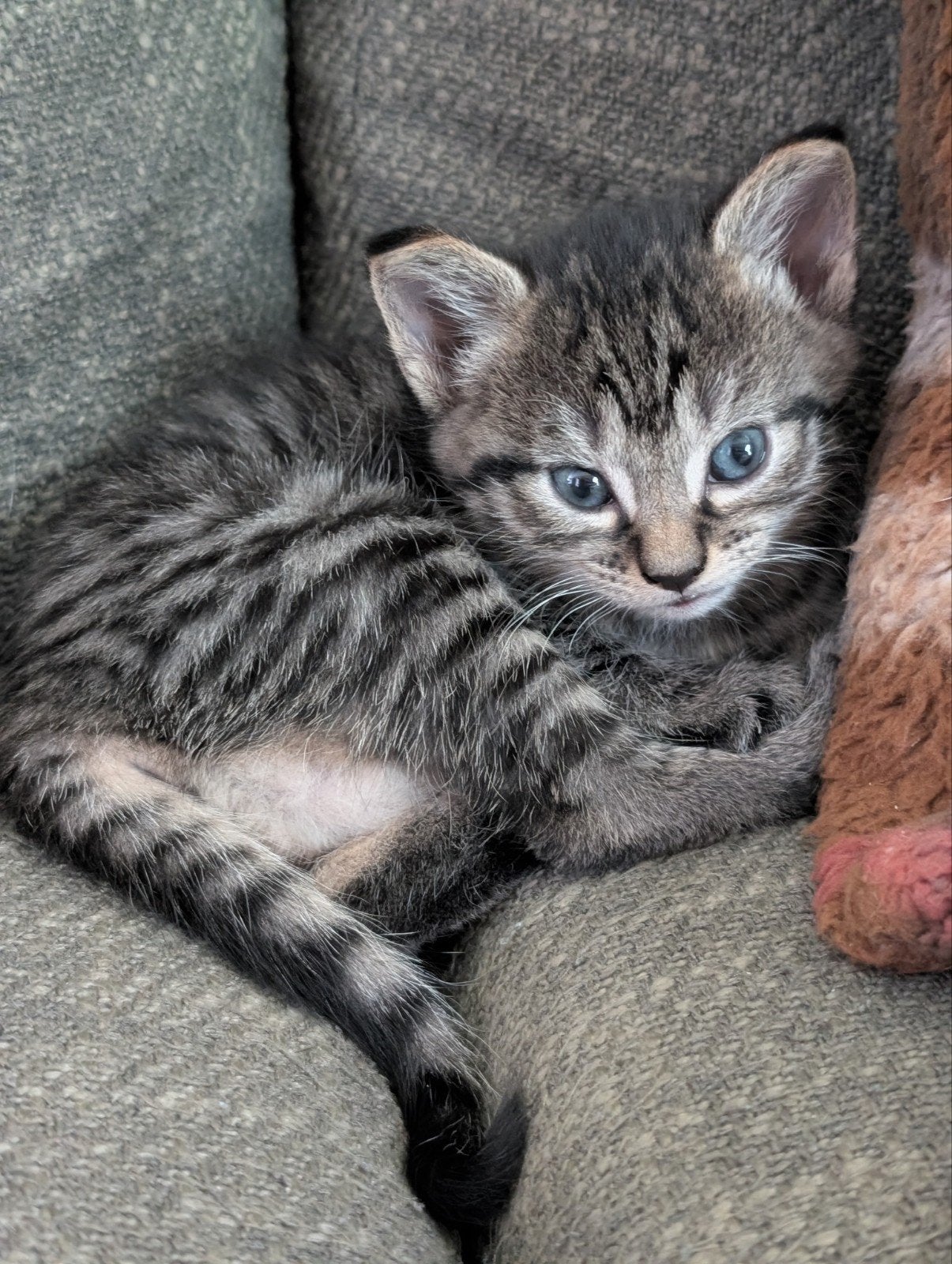 Kittens nog van het nest kunnen over paar weken in overleg, Dieren en Toebehoren, Katten en Kittens | Overige Katten, Kater