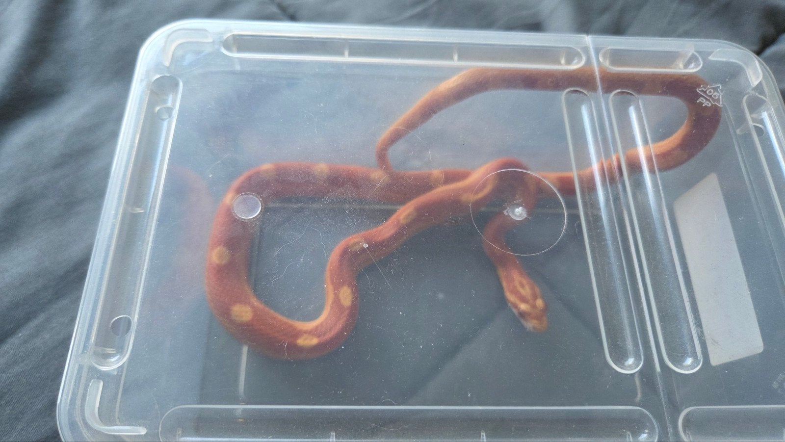 mooie jonge rattenslang /korenslang  2025 Corn Snake photo 4