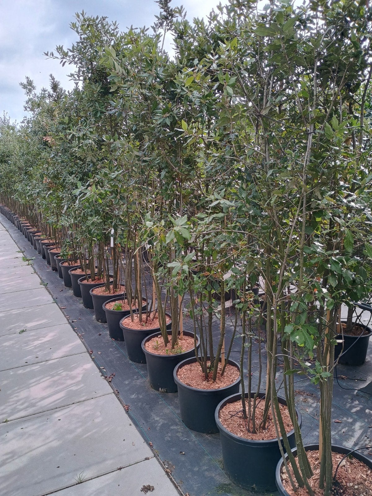 Steeneik meerstammig - Quercus Ilex, Overige soorten, Lente, 250 tot 400 cm, Ophalen