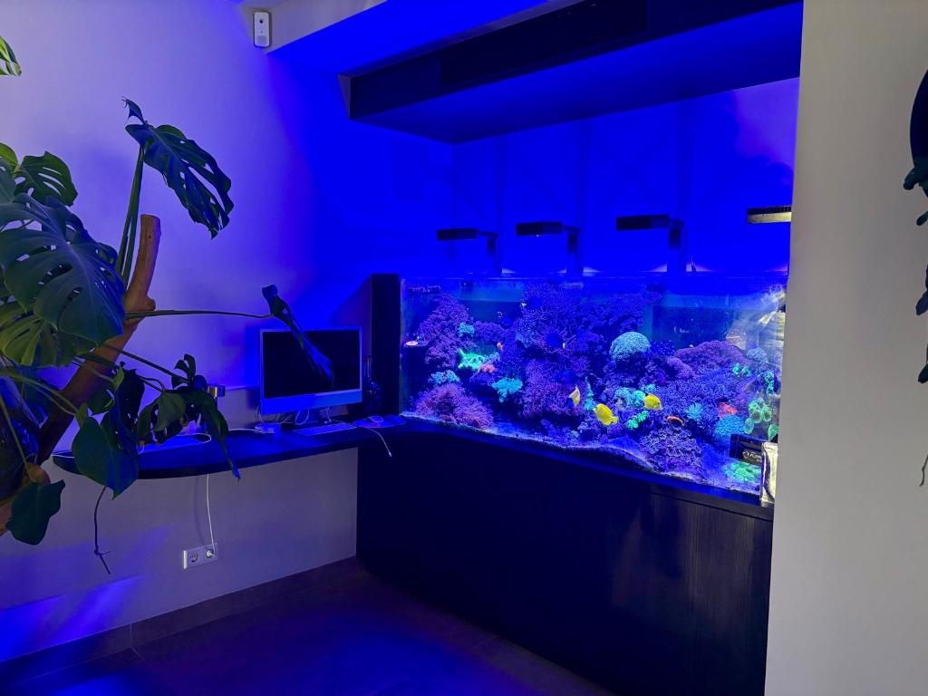 Zeeaquarium zonder inhoud, Dieren en Toebehoren, Ophalen, Inclusief slangen, Gebruikt, Gevuld zeewateraquarium