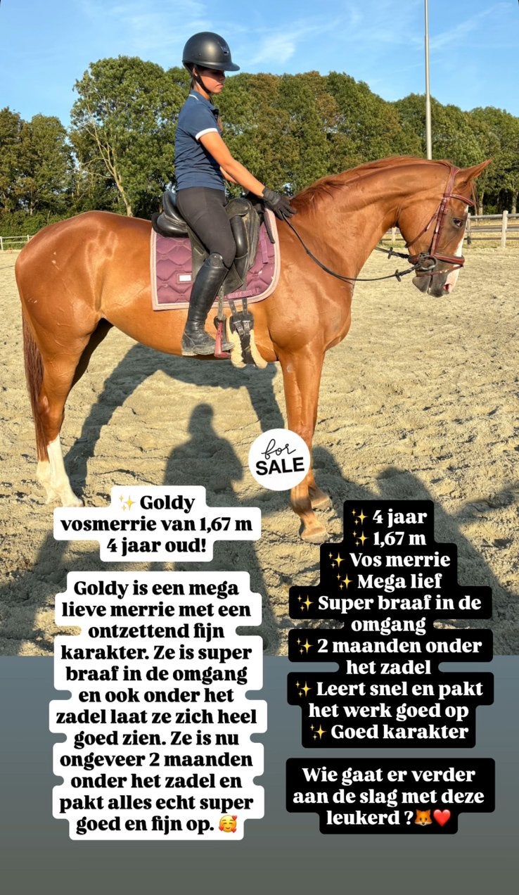 Leuke 4 jarige vos merrie, Ophalen of Verzenden, Zo goed als nieuw