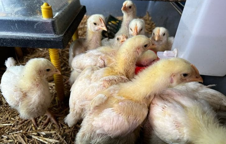 Ross 308 kuikens, Dieren en Toebehoren, Pluimvee, Geslacht onbekend, Kip