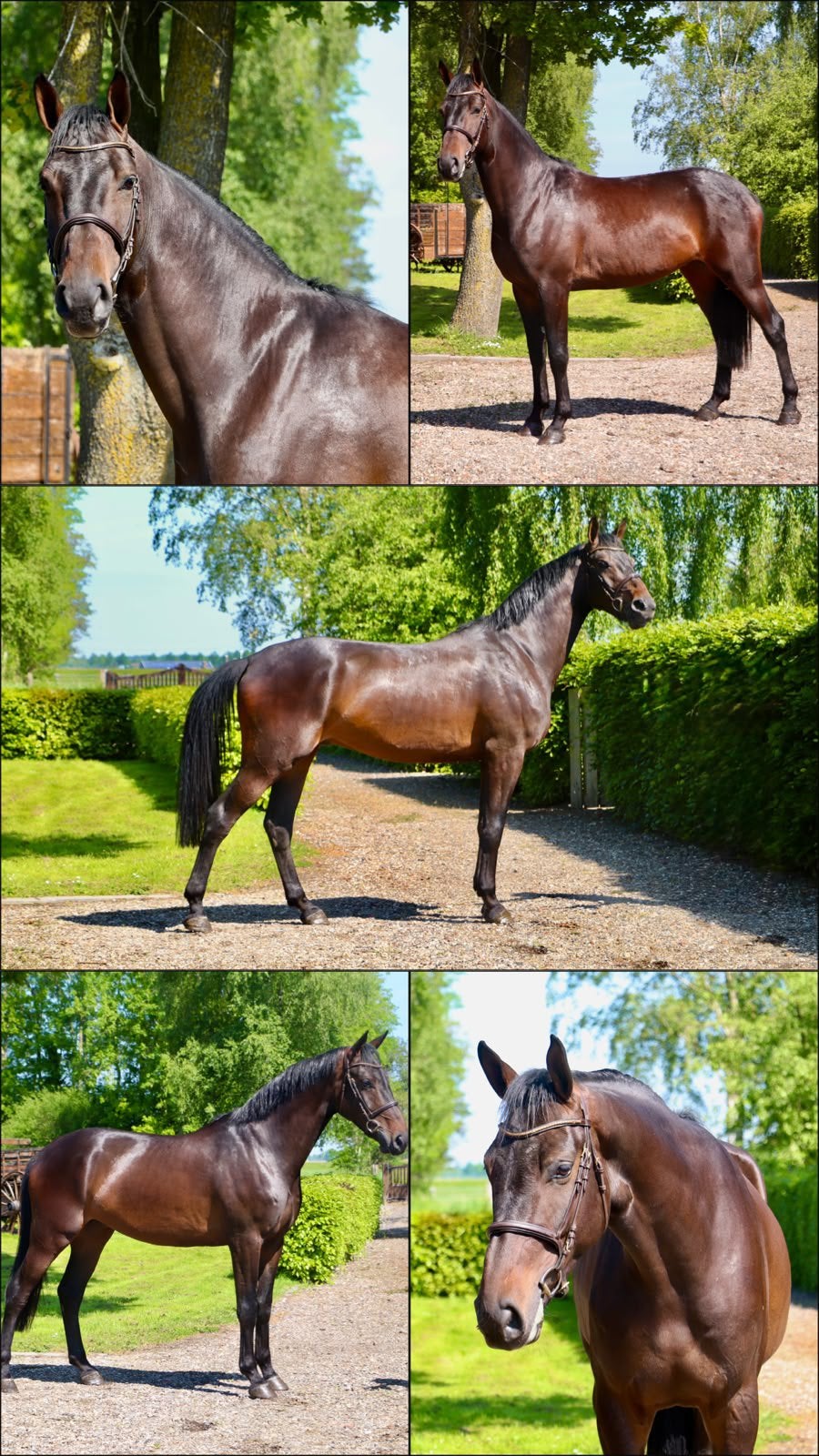 Verschillende chique paarden en pony’s te koop., Dieren en Toebehoren, Paarden, Springpaard, Met stamboom, Ruin, 3 tot 6 jaar