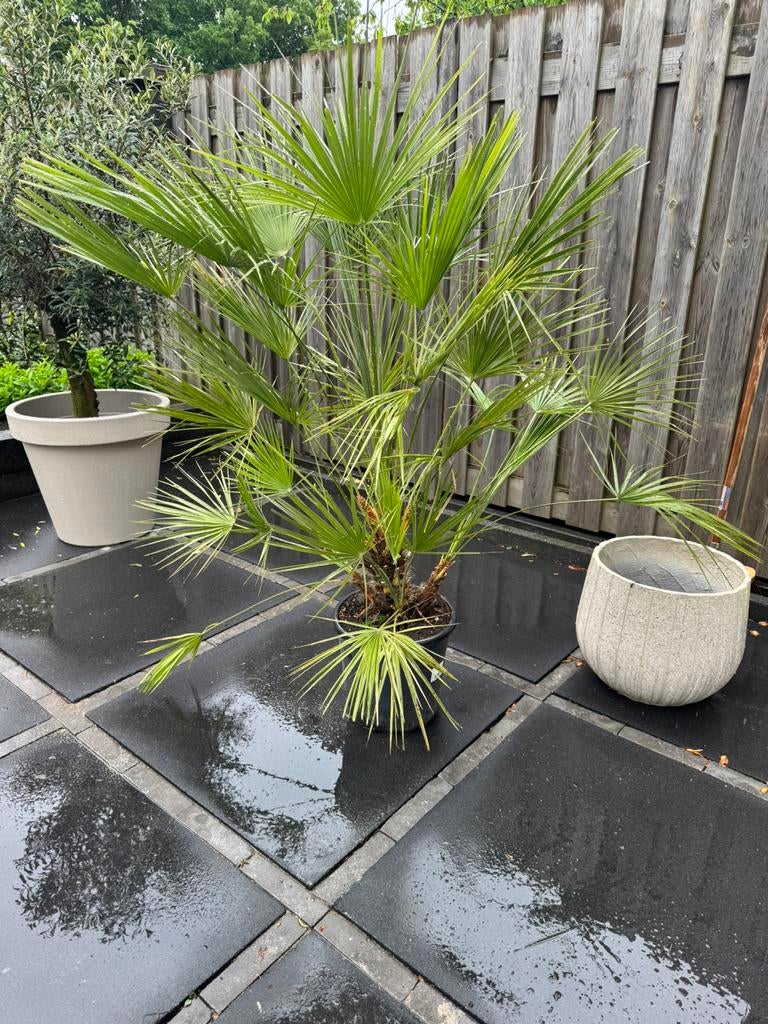 Palmboom, Tuin en Terras, Ophalen, Eenjarig, Overige soorten, Volle zon