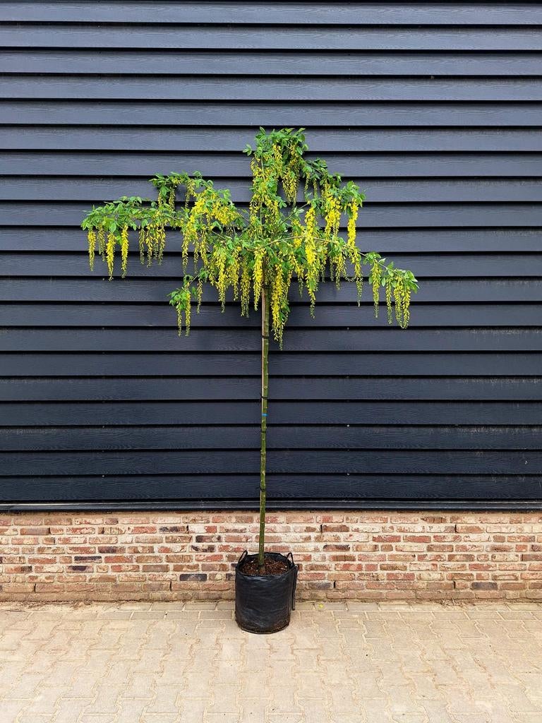Laburnum watereri 'Vossii' (Gouden Regen)🌿, Ophalen, Zomer, Volle zon, Overige soorten
