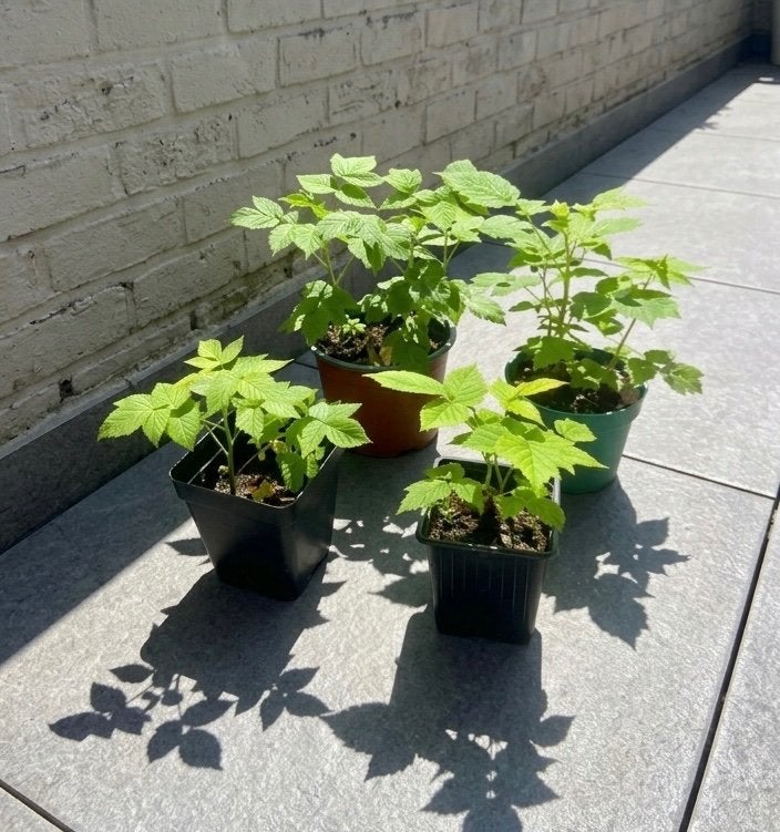 Rode framboos (Autumn Bliss, Heritage) laatste 2 stekjes!, Tuin en Terras, Planten | Tuinplanten, Ophalen, Volle zon, Vaste plant