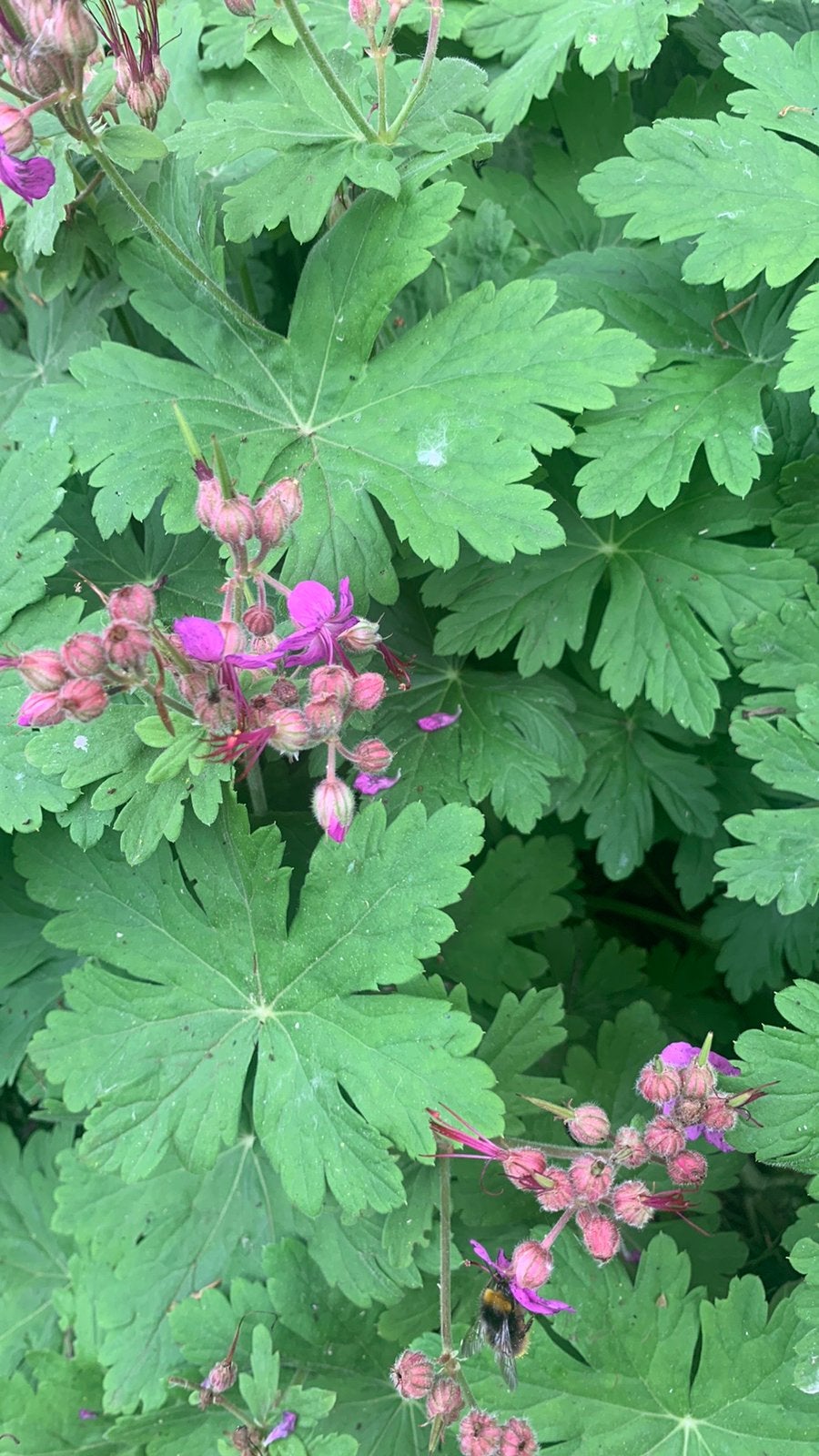 Geranium ooievaarsbek stekjes te koop, Ophalen, Overige soorten, Volle zon
