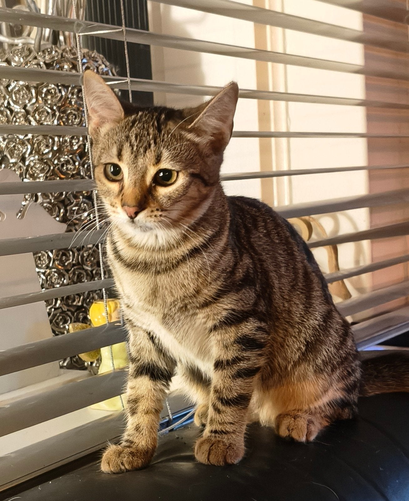 Lieve prachtige zusjes van 4 maandjes, Dieren en Toebehoren, Poes