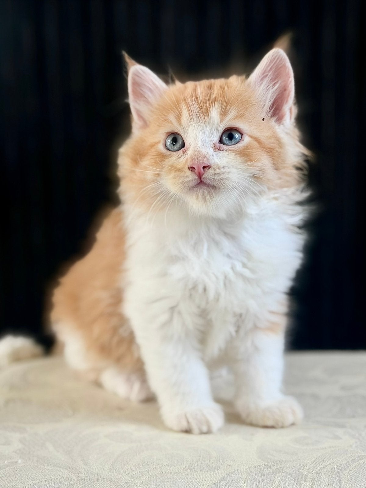 Ragcoon kittens, Meerdere dieren, Ontwormd