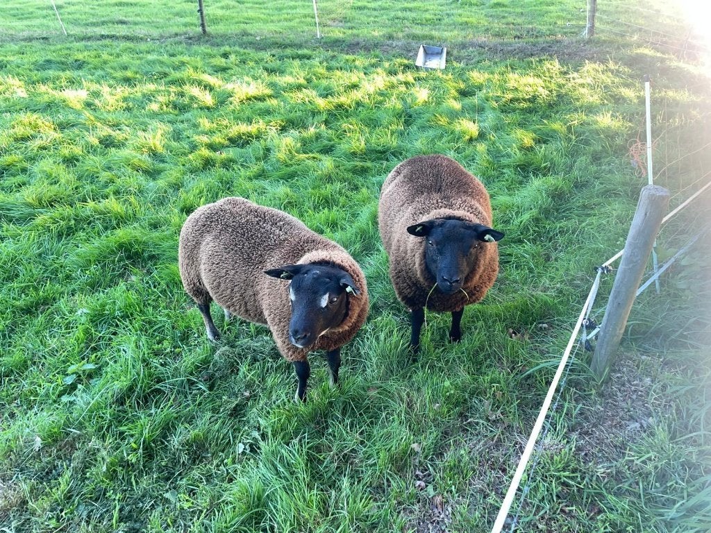 blauwe Texelaar/dassenkop rammen, Mannelijk, Schaap, 0 tot 2 jaar