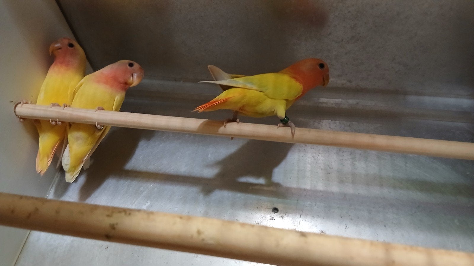 Agapornis rosecolie  lutino    jonge