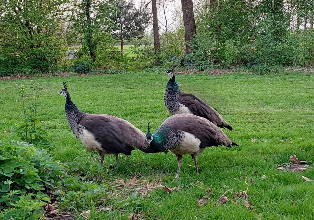 2 pauwen, Meerdere dieren, Overige soorten