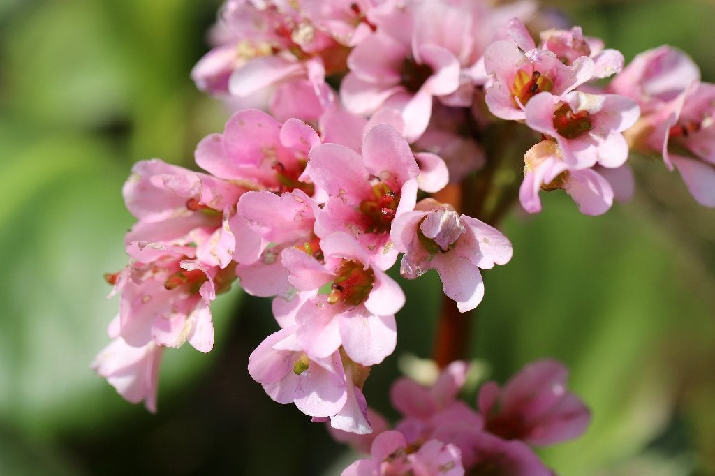 Schoenlapperplant Bergenia cordifolia 'Purpurea', Tuin en Terras, Planten | Tuinplanten, Overige soorten, Volle zon, Vaste plant