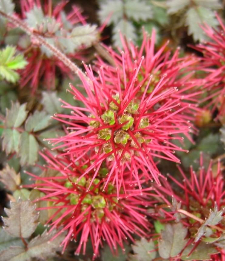Acaena micro.kupferteppich P9, Ophalen of Verzenden, Vaste plant, Overige soorten, Halfschaduw