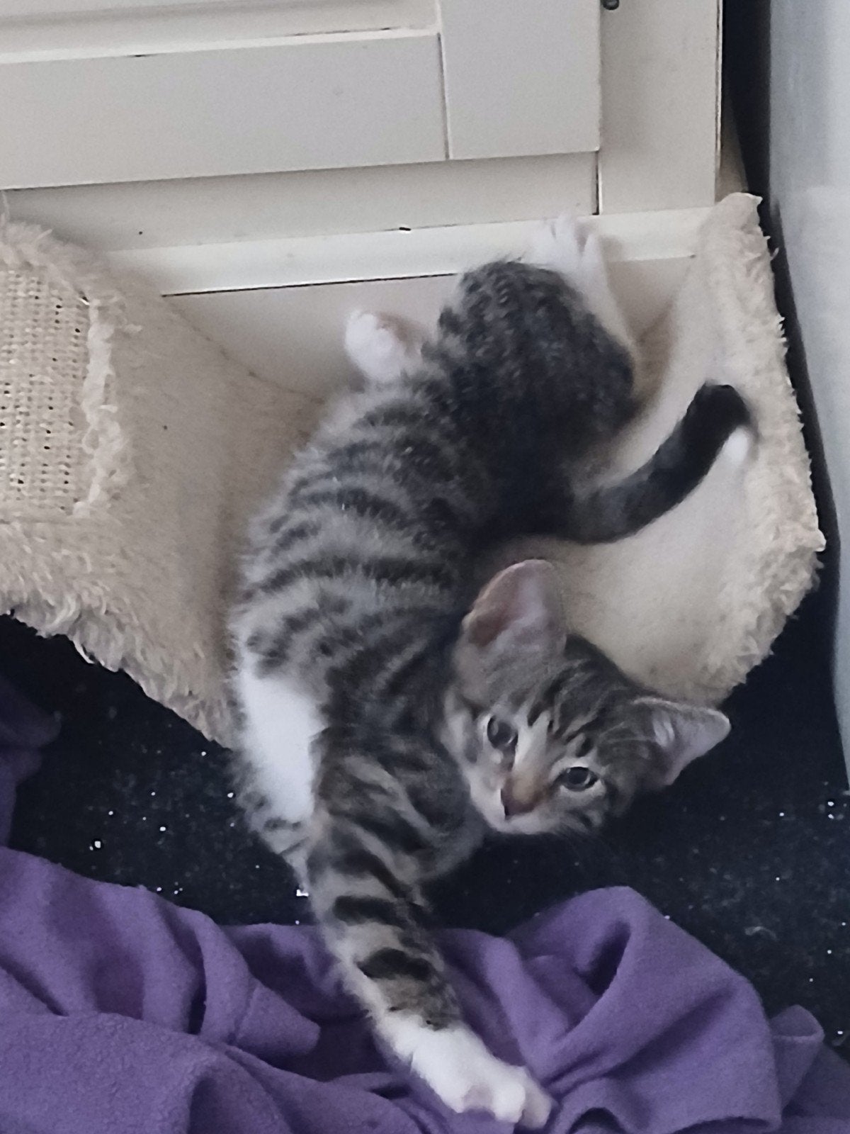 Mooie lieve Britse Korthaar Kittens., Meerdere dieren, Kortharig, 0 tot 2 jaar