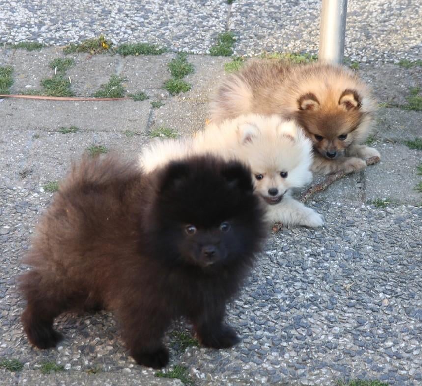 pomeriaan pups, Parvo, Keeshond, 8 tot 15 weken, Meerdere