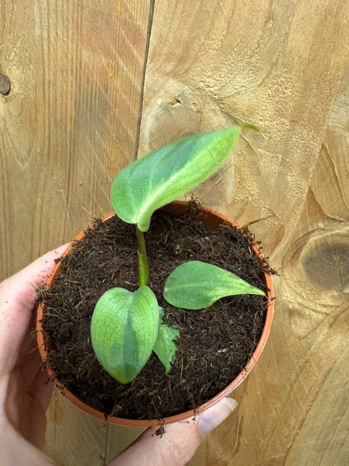 Philodendron gloriosum variegata plant mint aurea green, Ophalen of Verzenden, Halfschaduw, Minder dan 100 cm