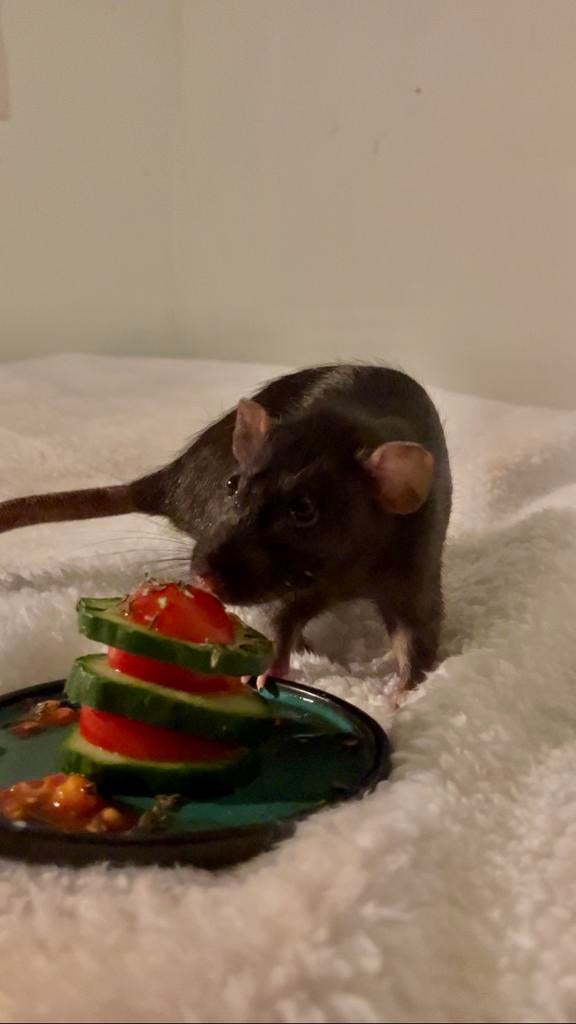 Lieve Tamme Rat (vrouwelijk), Rat, December, Vrouwelijk, Tam