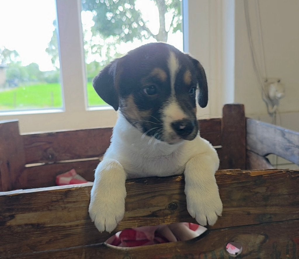 prachtige Boerenfox pup reutje driekleur, Parvo, Reu, 8 tot 15 weken, Eén hond