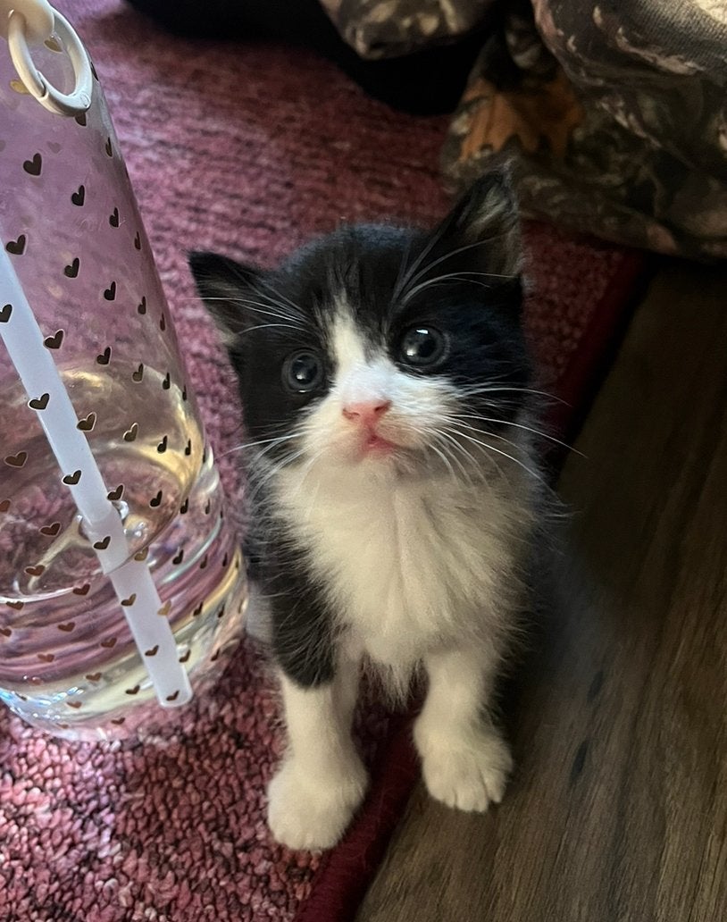 Kittens half brits, Meerdere dieren, Ontwormd, 0 tot 2 jaar