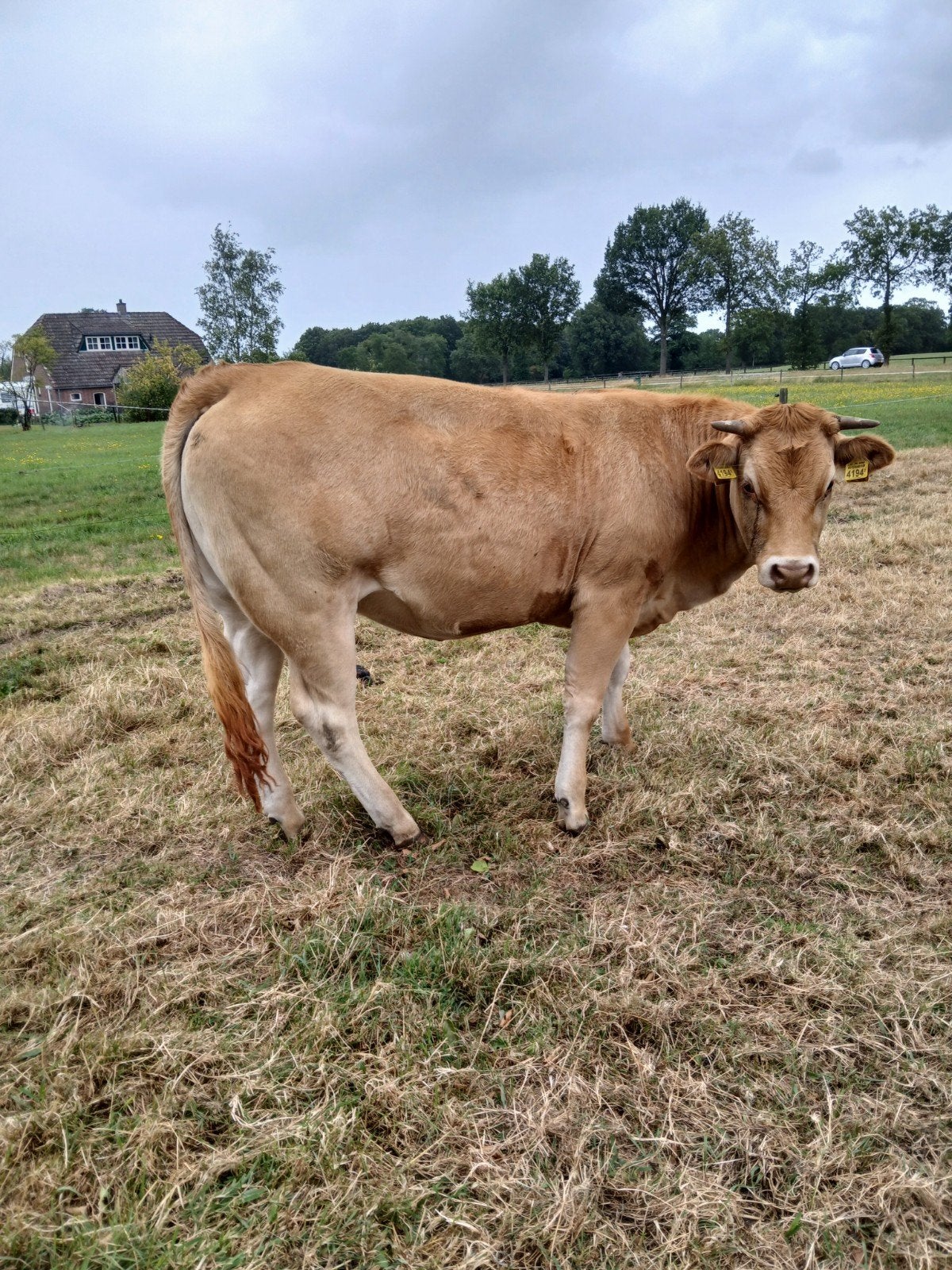 Te koop een Limousin pink, Dieren en Toebehoren, Runderen, Vrouwelijk