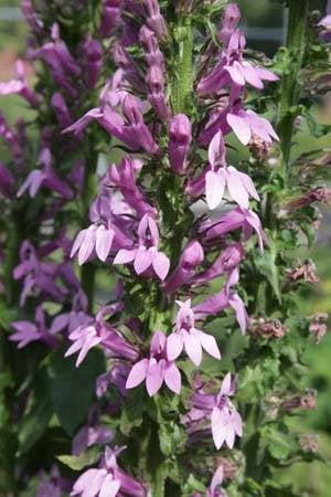 Zaden Lobelia siphilitica Sylvia, Tuin en Terras, Ophalen of Verzenden, Volle zon