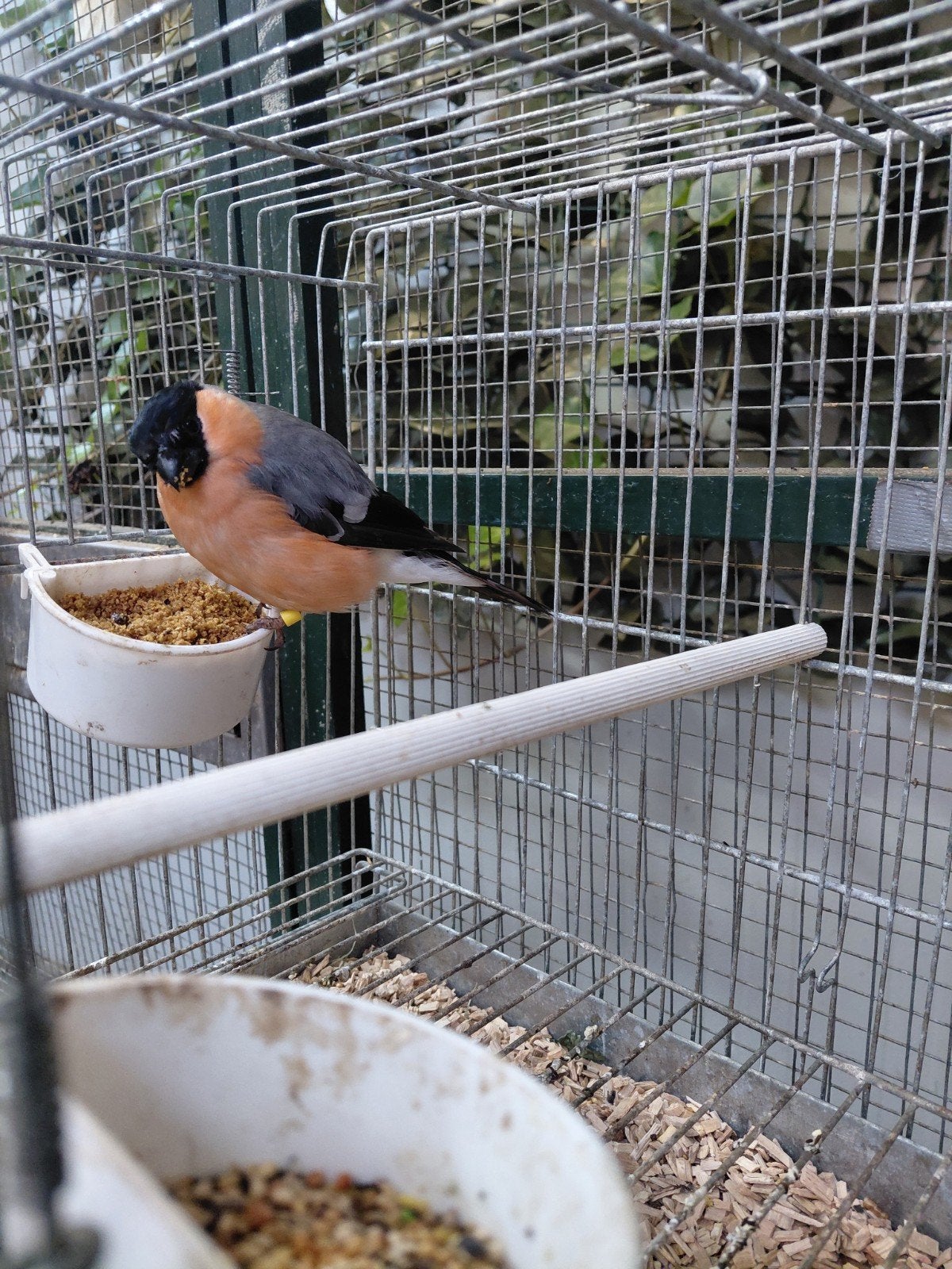 GOUDVINK MAN PASTEL geringd, Dieren en Toebehoren, Vogels | Overige Vogels, Mannelijk, Wildzangvogel, Geringd