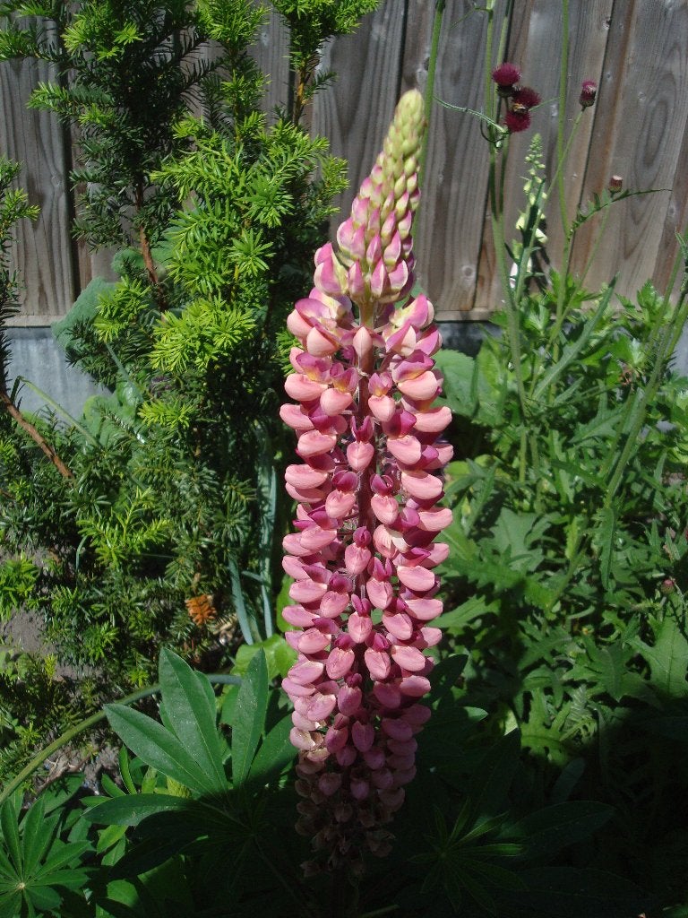 zaden van vaste planten 2026, Ophalen of Verzenden, Gehele jaar, Volle zon, Zaad