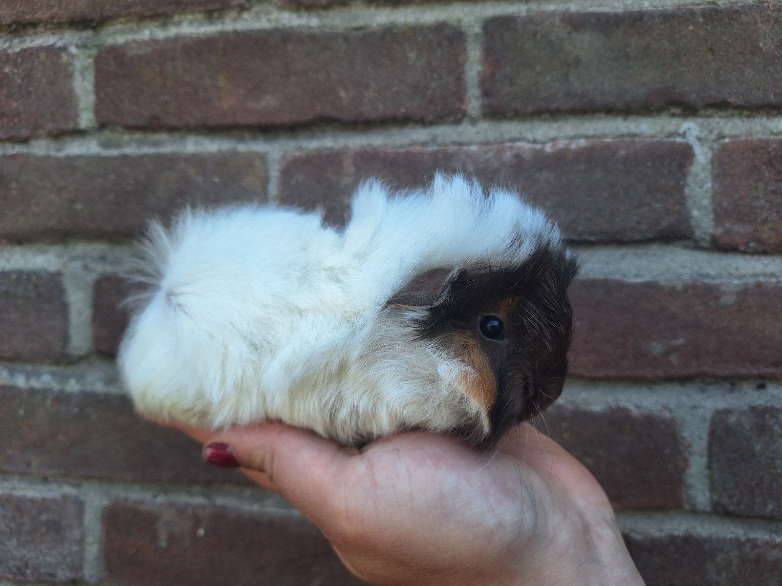 Jonge peruvian cavia's, Dieren en Toebehoren, Knaagdieren, Cavia, Mannelijk, Mei, Tam