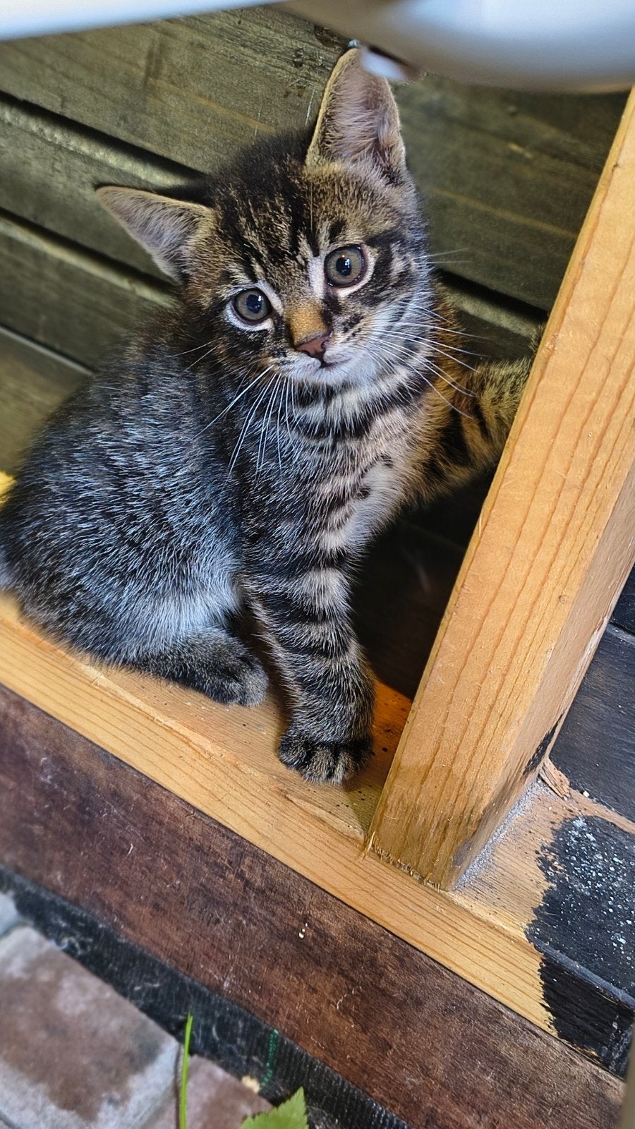 Prachtige Cyperse Kater Kittens - te reserveren, Dieren en Toebehoren, Katten en Kittens | Overige Katten, Kater, Kortharig, 0 tot 2 jaar
